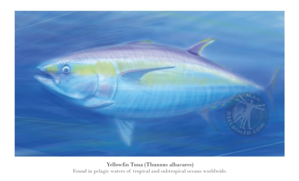 Yellowfin Tuna